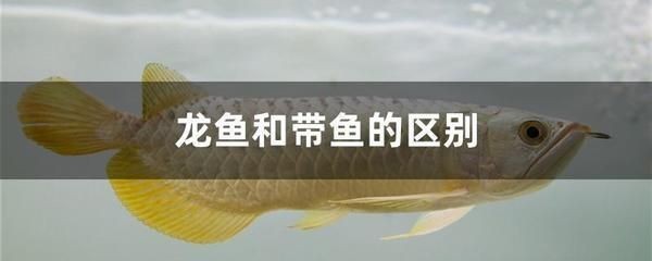 龍魚能吃海魚嗎：如何處理海魚喂養龍魚