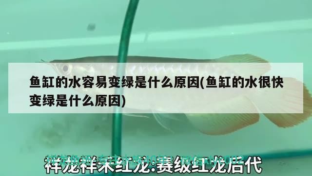 額敏縣新天地觀賞魚店