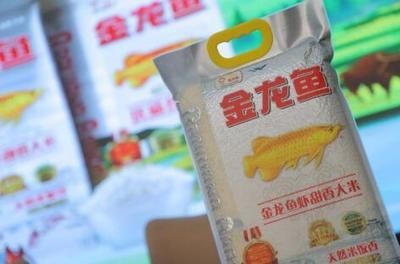 金龍魚膠須條蒸多久能熟，如何挑選優質的金龍魚膠須條
