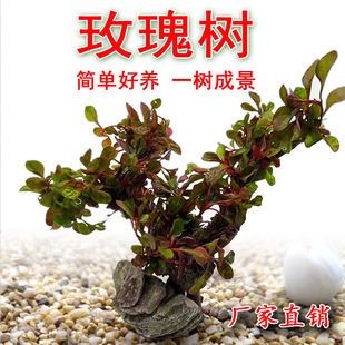 魚缸樹造景（關于魚缸樹造景的一般步驟和注意事項）