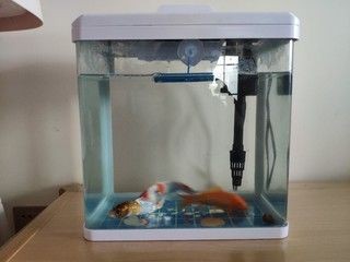 意牌的魚缸質量可以嗎？：意牌魚缸售后服務改善措施意牌魚缸與其他品牌對比
