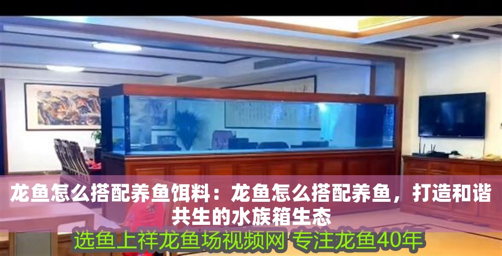 龍魚怎么搭配養魚餌料：龍魚怎么搭配養魚，打造和諧共生的水族箱生態