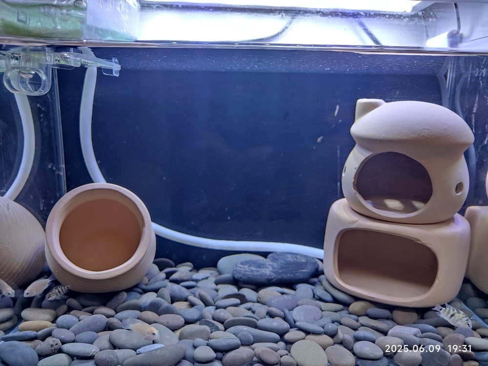 新魚到家；