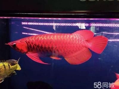 魚缸24小時開燈對龍魚有影響嗎：魚缸24小時開燈對龍魚有影響嗎？