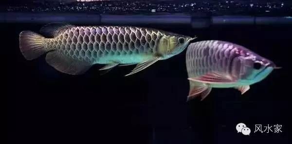 如何讓金龍魚鱗片有光澤（為了讓金龍魚的鱗片保持光澤）
