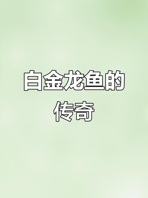 白色金龍魚價(jià)格圖片欣賞