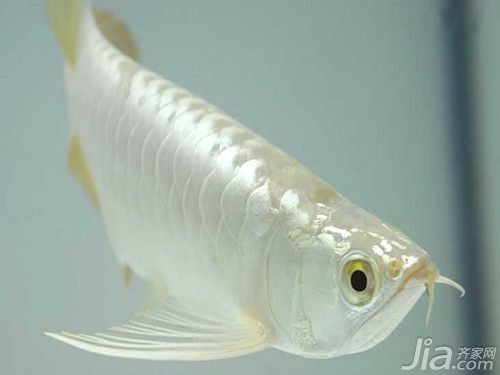 白色金龍魚價(jià)格圖片欣賞