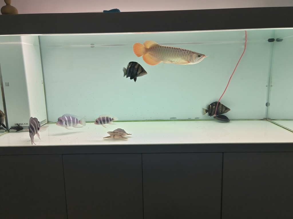 滿缸水第二天，適應了，尾鰭也舒展了