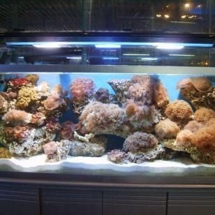 廣州購買魚缸的幾個地點：廣州水族文化探秘廣州水族文化探索廣州水族文化探索