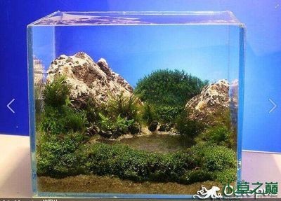 如何形容魚缸：魚缸生態系統的構建方法,