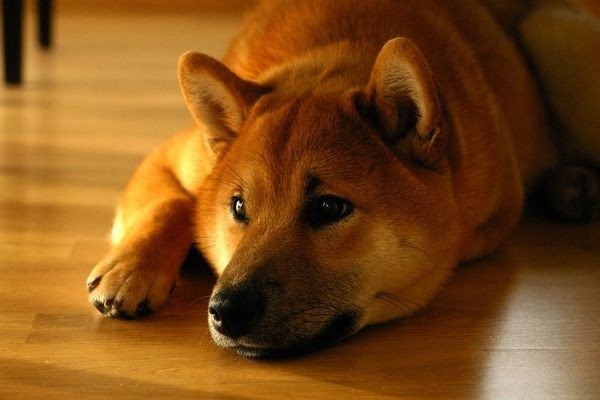 什么木放在魚缸里最好：幾種適合放在魚缸里的木頭