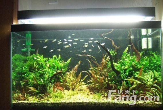 客廳西南方位擺放魚缸效果：客廳西南方位擺放魚缸的風水禁忌和實際操作建議