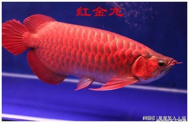 金龍魚(yú)通人性嗎：金龍魚(yú)的智商相當(dāng)于人類5歲左右，智商相當(dāng)于5歲左右