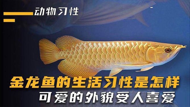 金龍魚(yú)通人性嗎：金龍魚(yú)的智商相當(dāng)于人類5歲左右，智商相當(dāng)于5歲左右