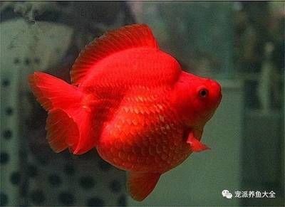 混養(yǎng)招財貓魚注意事項：如何判斷招財貓魚健康狀況