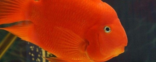 混養(yǎng)招財貓魚注意事項：如何判斷招財貓魚健康狀況