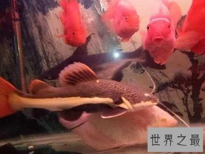 混養(yǎng)招財貓魚注意事項：如何判斷招財貓魚健康狀況