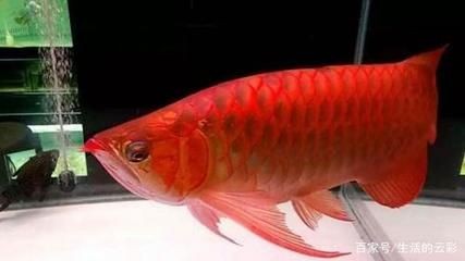 龍魚一年會發紅么（紅龍魚一年會發紅么）
