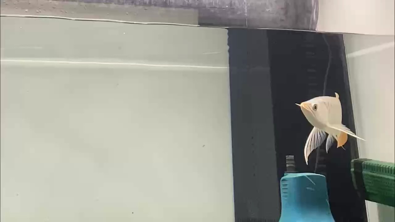 白菜尋找有緣人