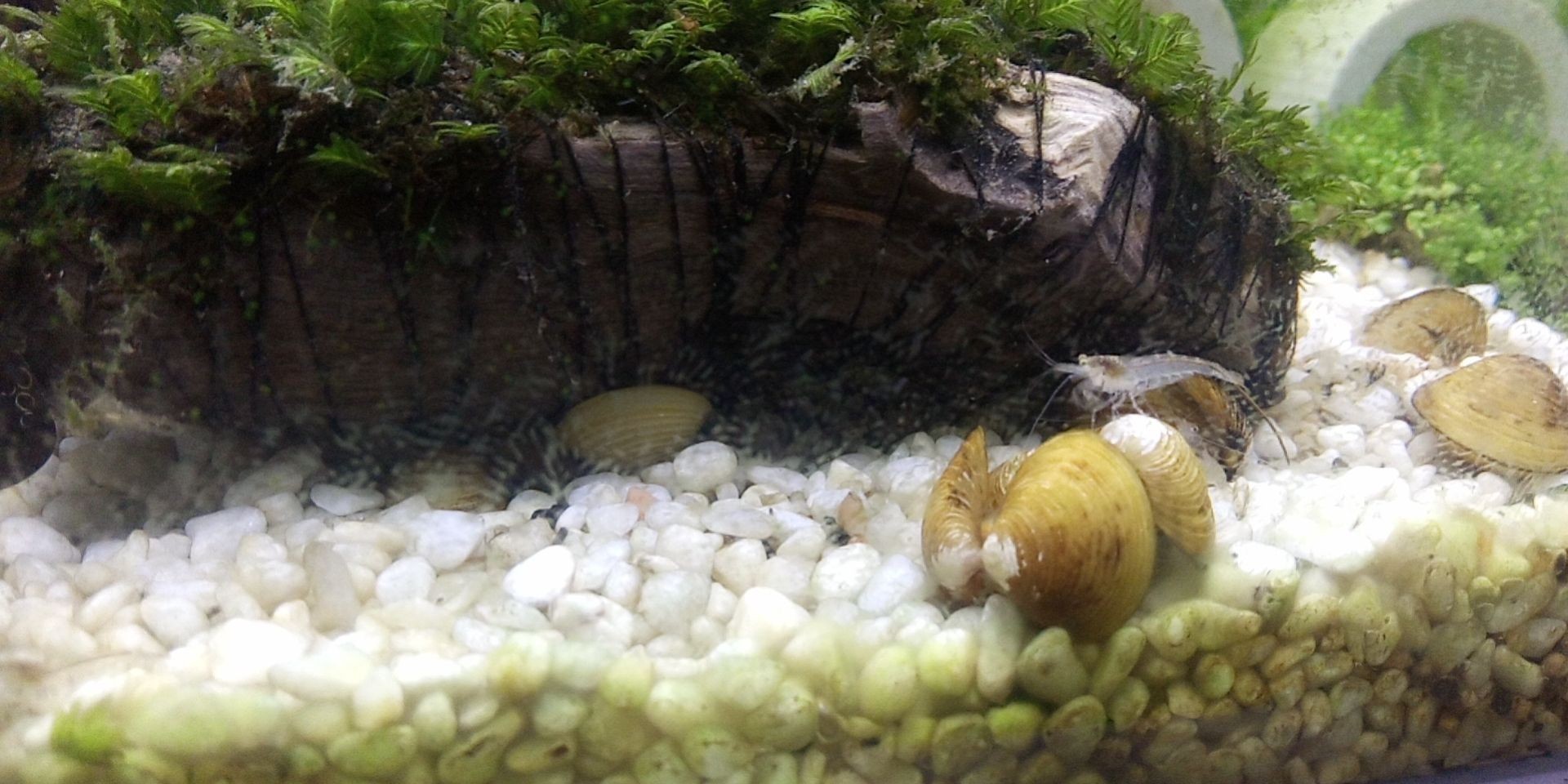 河蚌養在魚缸可以凈化水嗎（如何在魚缸中養殖河蚌）