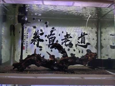 河蚌養在魚缸可以凈化水嗎（如何在魚缸中養殖河蚌）