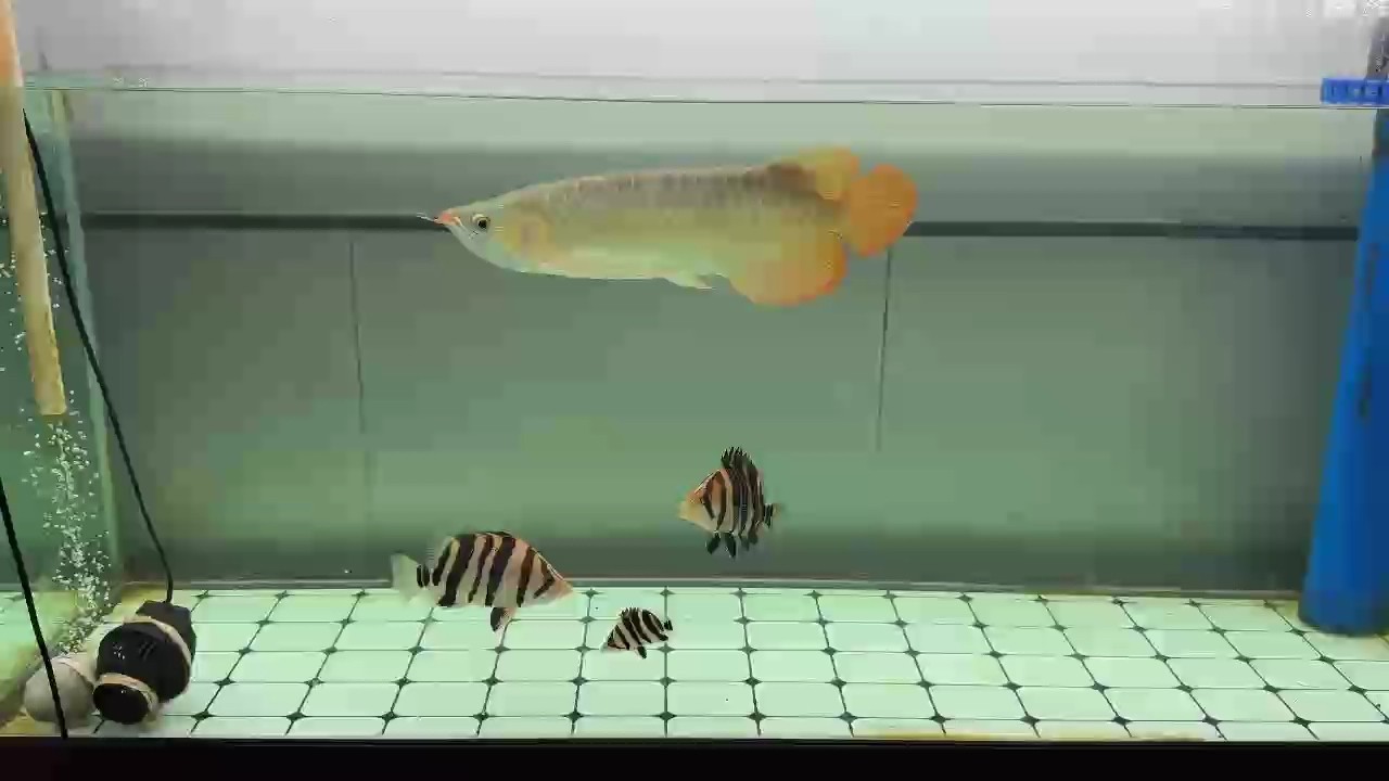 有點胖了