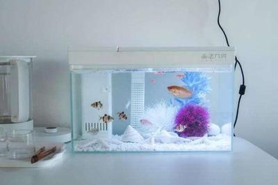 小米魚缸換水管：如何正確更換小米魚缸的水管
