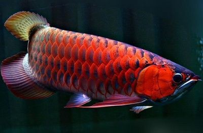 龍魚配虎魚的寓意是什么意思：龍魚和虎魚混養的寓意不僅體現在各自的文化象征意義上