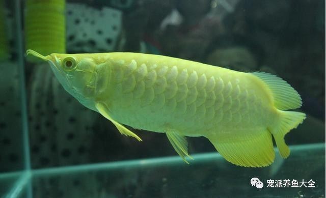 雪龍魚飼料增色效果對比：雪龍魚專用增色飼料品牌