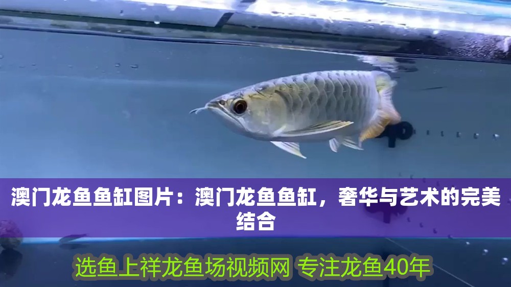 澳門龍魚魚缸圖片：澳門龍魚魚缸，奢華與藝術的完美結合