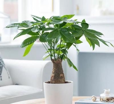 屬龍適合養幾條金魚：屬龍的人在選擇養金魚的數量時有一些特定的講究，以下結果整理