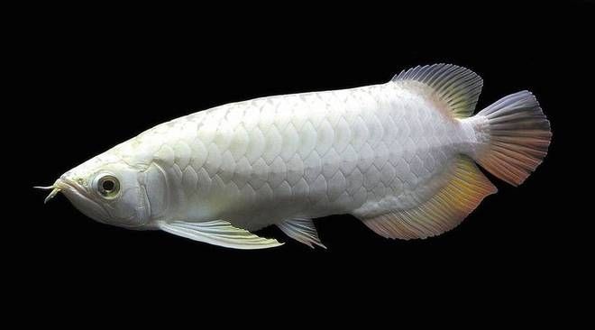 龍魚是哪個地方的品種