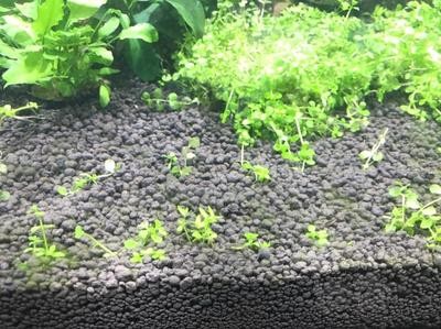 羅莊區(qū)小水滴生態(tài)水族店（山東小水滴科技發(fā)展有限公司）