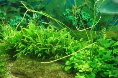 魚缸水草發黃爛葉怎么辦，如何正確給水草施肥
