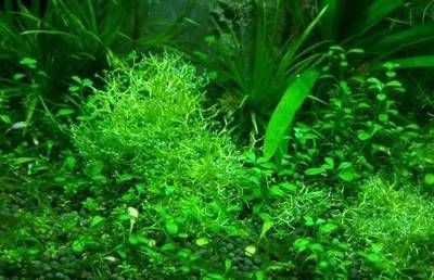 魚缸水草發黃爛葉怎么辦，如何正確給水草施肥