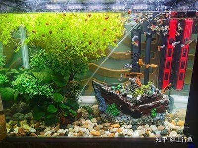 如何科學控制魚缸光照：科學控制魚缸光照對于維持水族生態(tài)的健康至關重要