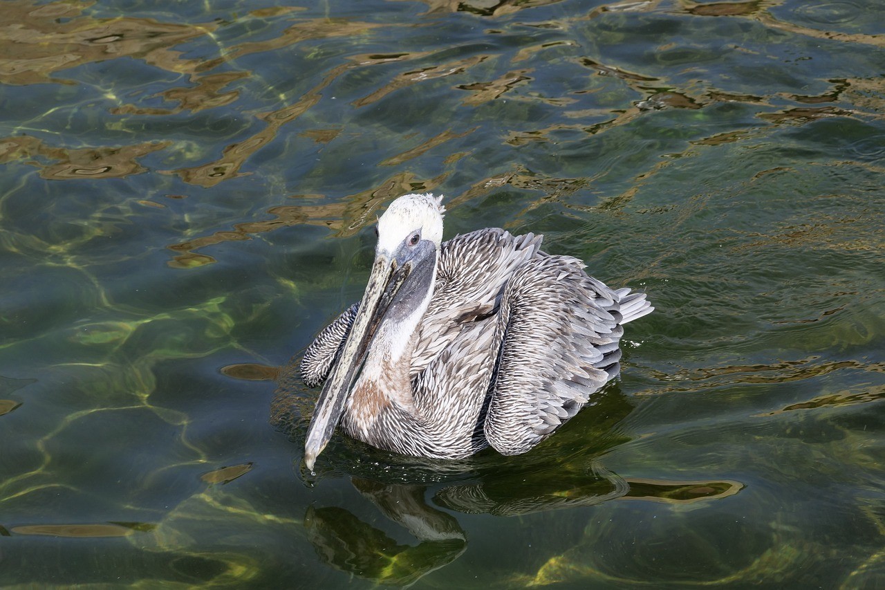 舒蘭市七彩花鳥魚行