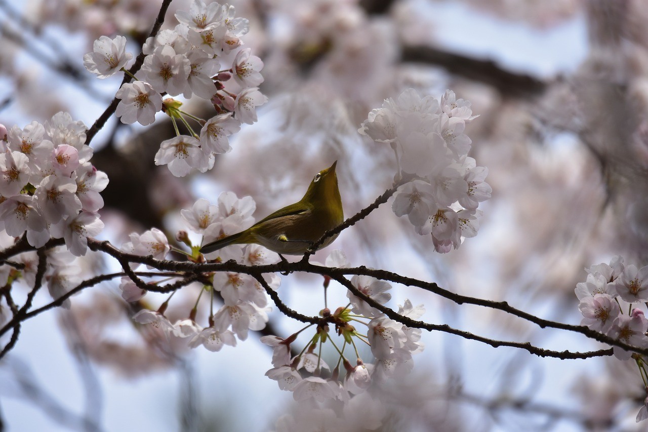 舒蘭市七彩花鳥魚行