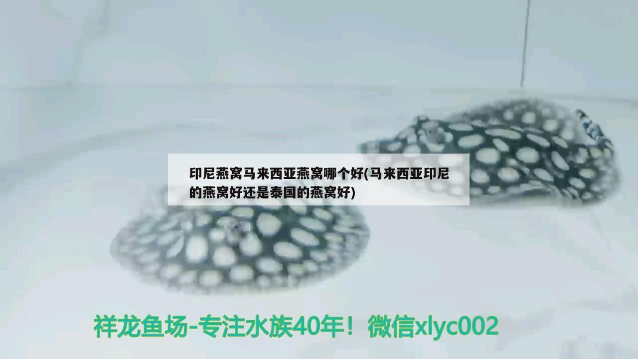 阿魯科爾沁旗天山鎮愛魚者觀賞魚大世界城（房產方面的律師）