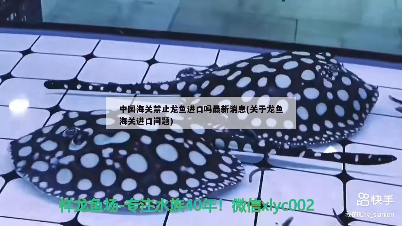 阿魯科爾沁旗天山鎮愛魚者觀賞魚大世界城（房產方面的律師）