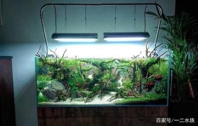 廣東夏季魚(yú)缸水溫一般多少？：夏季養(yǎng)魚(yú)常見(jiàn)誤區(qū)與對(duì)策夏季養(yǎng)魚(yú)常見(jiàn)誤區(qū)與對(duì)策