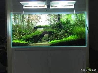觀賞魚缸設置觀賞魚對水位的適應性不同品種的要求：觀賞魚缸的水位調節