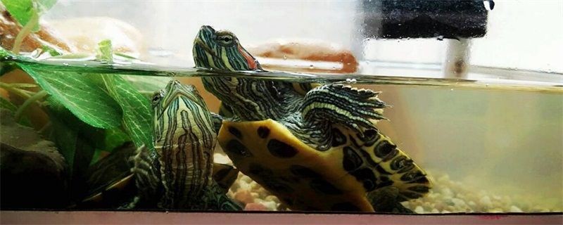 觀賞魚缸設置觀賞魚對水位的適應性不同品種的要求：觀賞魚缸的水位調節