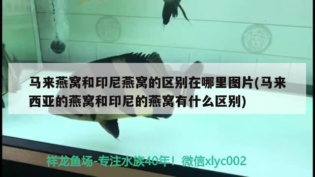 青島李滄區椛泊屋鮮花店