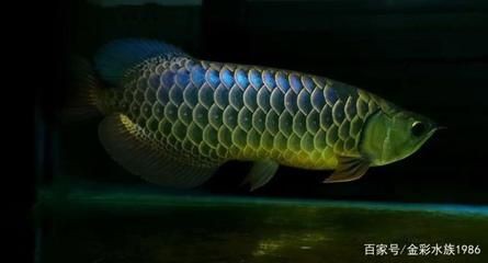 過背金龍魚怎么養(yǎng)金質(zhì)更好：過背金龍魚怎么養(yǎng)金質(zhì)更好過背金龍魚的飼養(yǎng)方法