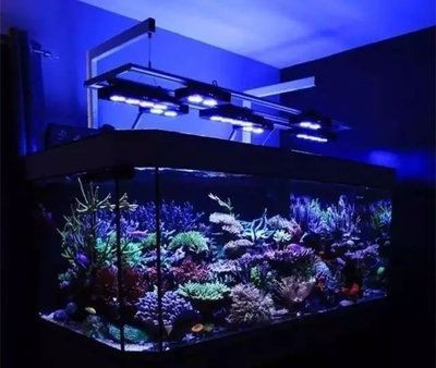 觀景魚缸的養護方法（觀景魚缸養護方法）