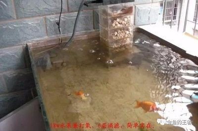 魚缸滴濾盒的選擇：滴濾盒放到魚缸上是否安全主要取決于以下幾個因素