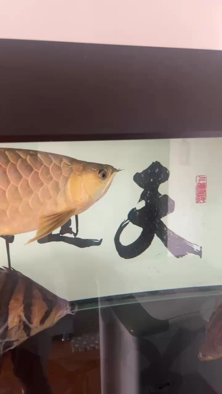 小龍26個月了