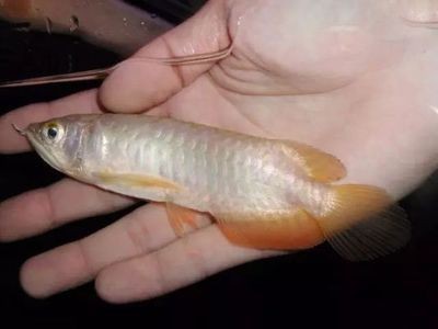 歐泊龍魚缸怎么樣：歐鉑龍魚缸怎么樣
