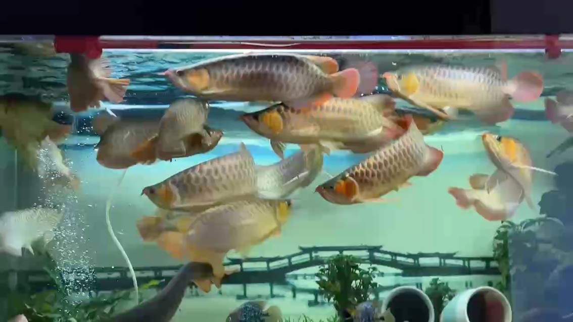 加餐